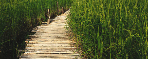 walkway in paddy field