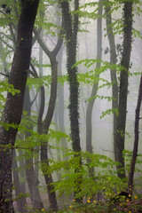The fog in the beech forest