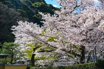 Cherry blossom (hanami) in Kyoto, Japan