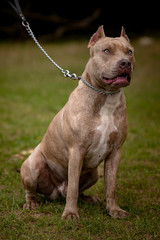 Autumn background with grey Pit Bull Terrier