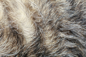 Close up gray dog skin for pattern and background