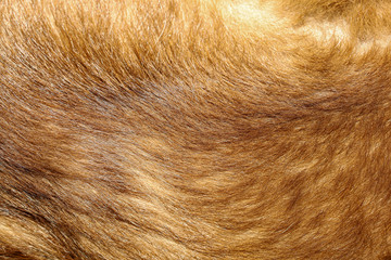 close up brown dog skin for texture and pattern.