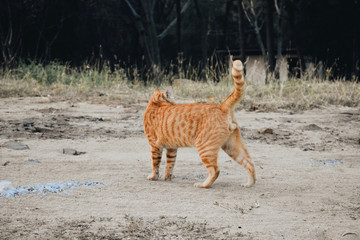 Fototapeta na wymiar cat is walking