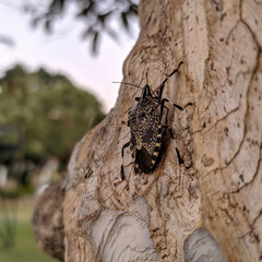 Cicada perched on the trunk of a tree.
