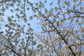 Cherry blossom (hanami) in Kyoto, Japan