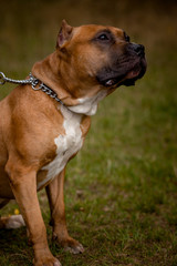 Autumn background with red Pit Bull Terrier