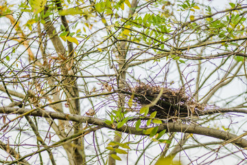 Nursery deciduous plants in the autumn sunny day. An abandoned nest in treetop.