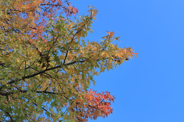 Autumn leaves of sweetgun