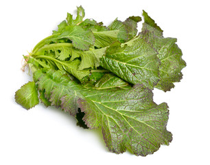 Mustard leaf. Hybrid for salads. Isolated on white background