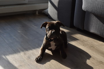 Staffi