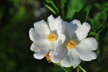 Obraz premium Wild rose white flowers on twig with leaves, soft dark green leaves bokeh background