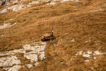 chamois running on mountain pasture early morning