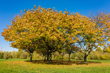 Fototapeta premium Drone shot at brightly yellow trees and flew between tree trunks. Warm sun rays illuminating the trunks and plants. Magical forest with trees growing in the meadow. 