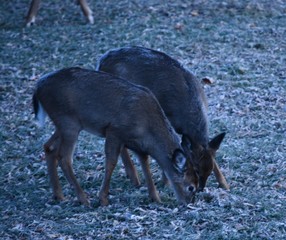 Deer In The Morning