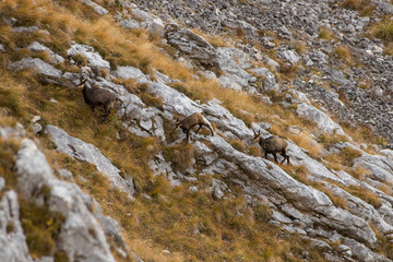 chamoises on a steep slope