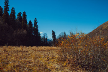 Endless autumn forest