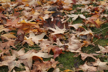 autumn