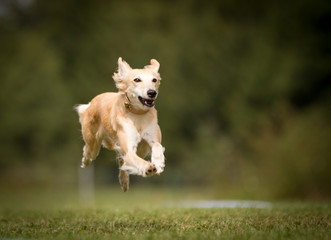 Silken Windsprite fliegt vorbei