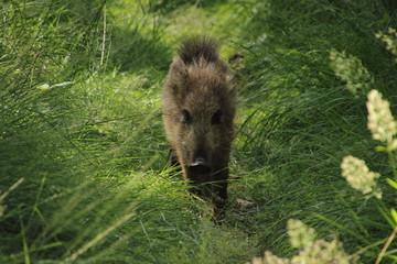 Wildschwein