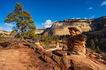 Pinetree and a Hoodoo in East Zion