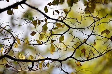 Fototapeta na wymiar Biodiversité feuillage arbre branchage automne