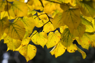 Beautiful yellow leaves on tree in the Autumn season