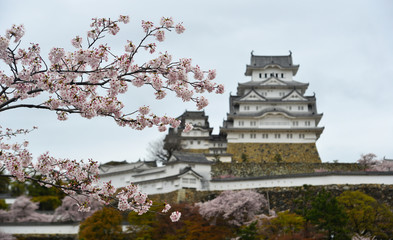 Himeji Castle (Japan) with cherry blossom