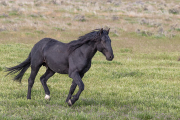 Obraz na płótnie Canvas Beautiful Wild Horse in Spring in Utah
