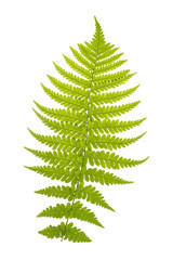 Fern leaves isolated on white without shadow