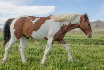 Beautiful Wild Horse in Spring in Utah