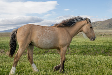 Obraz premium Beautiful Wild Horse in Spring in Utah