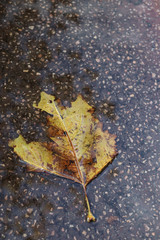 Single wet leaf on wet pavement