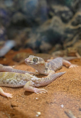 lizard