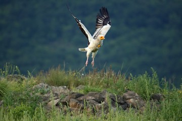 Flying Egyptian Vulture (Neophron percnopterus) over the rocks with green background.