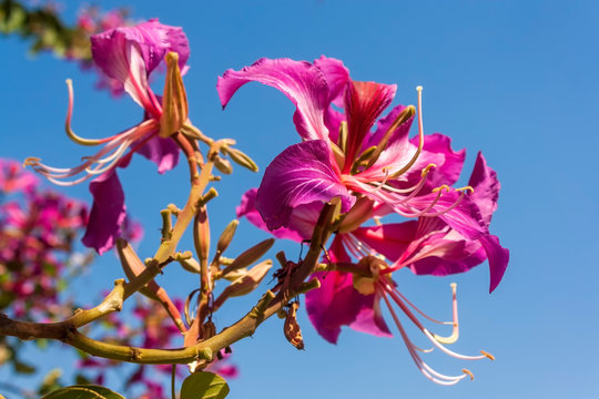 Flor da Paineira IMG_3598