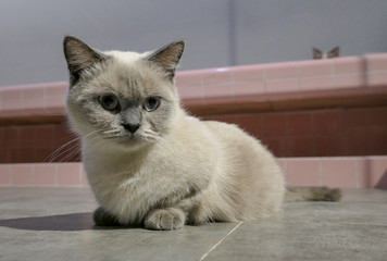 siamese cat