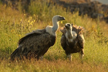 A pair of Griffon Vultures (Gyps fulvus) sitting in the morning sun.
