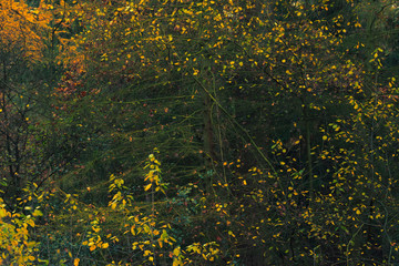 Yellow colored leaves in fall woods.