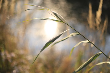 Grass at morning