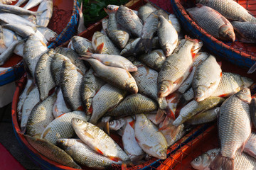 carp and various fishes sold in the fish market