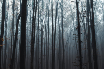 Fototapeta na wymiar tall trees in fog in forest