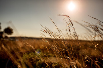 Fototapeta premium grass and sky