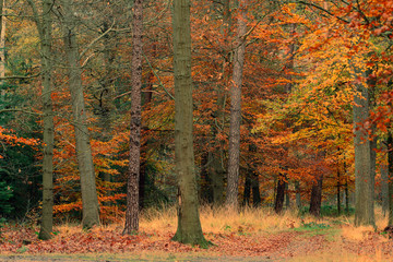Yellow, orange and red foliage in fall forest.