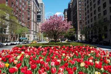 tulips in New York City, USA