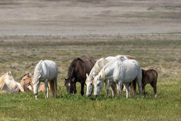 Wild Horses in Spring in the Utah Desert