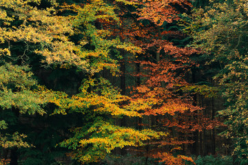 Yellow, orange and red foliage during fall.