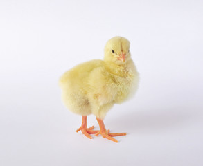 little chicken isolated on white background