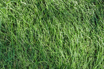 Background of green freshly cut grass.