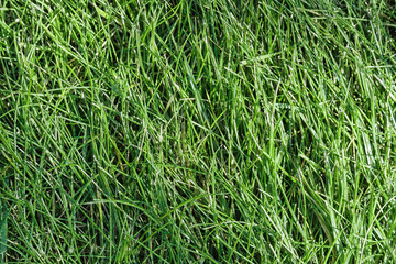 Background of green freshly cut grass.