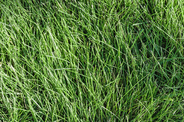 Background of green freshly cut grass.